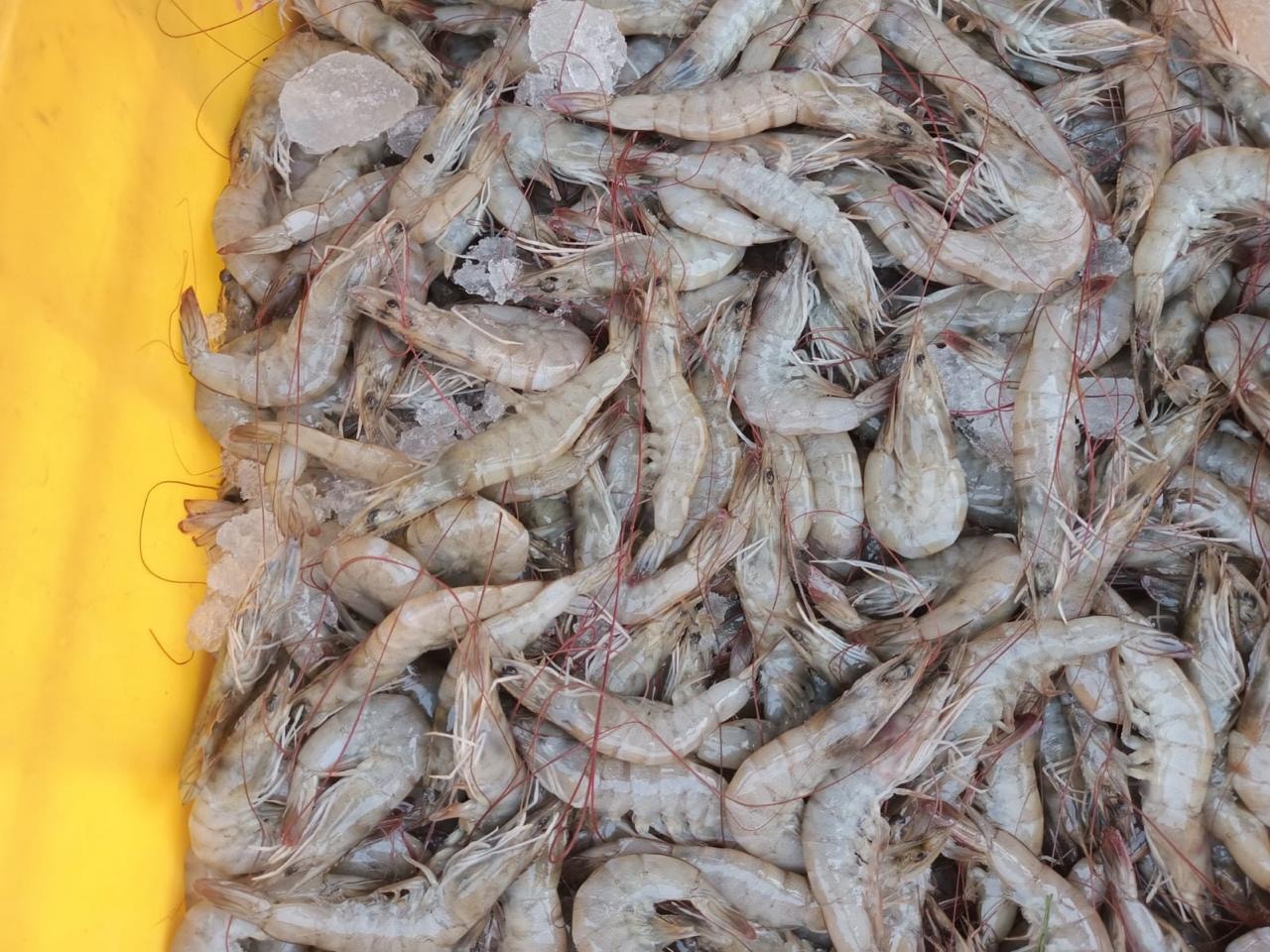 Fresh premium shrimp in yellow container — Saritha Aqua Farms